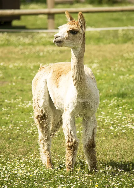 Alpaca — Stock fotografie