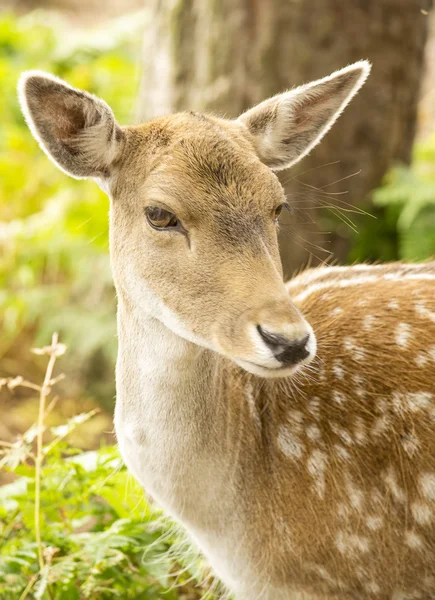 Fallow deer — Stock Photo, Image