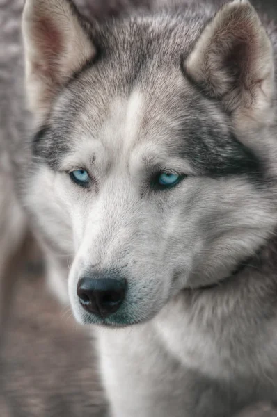 Husky-Hund hdr — Stockfoto