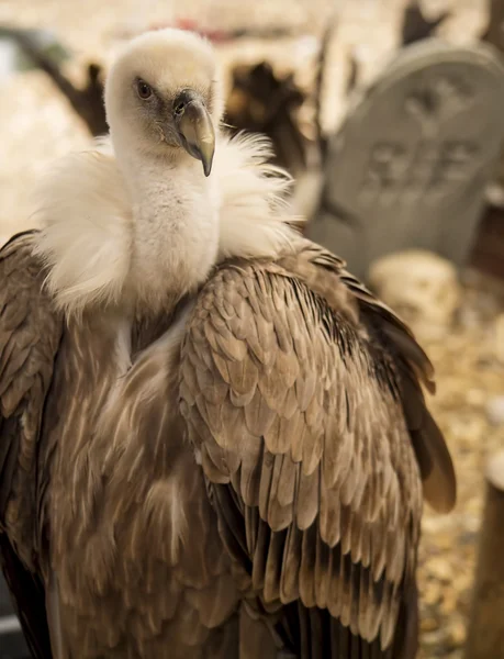 Avvoltoio in un cimitero — Foto Stock