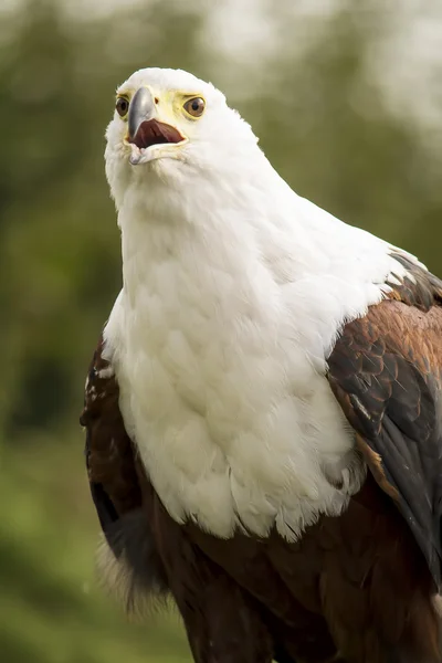 Weißkopfadler — Stockfoto