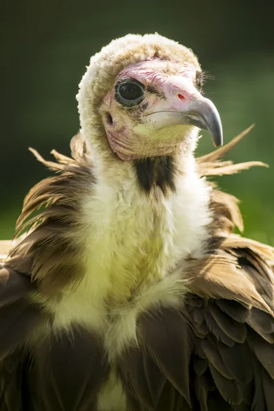 Vulture — Stock Photo, Image