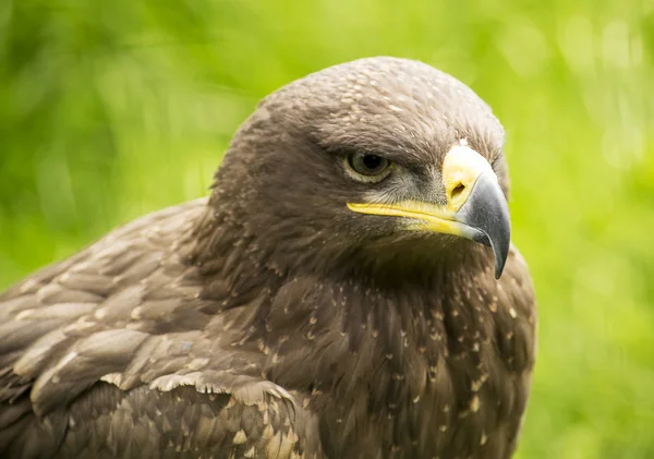 Hawk — Stock Photo, Image