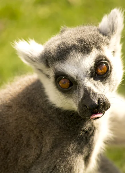 Portrét lemura — Stock fotografie