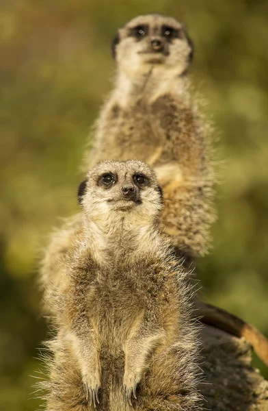 Meerkats on the lookout — Stock Photo, Image