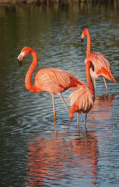 Flamingos — Stock Photo, Image