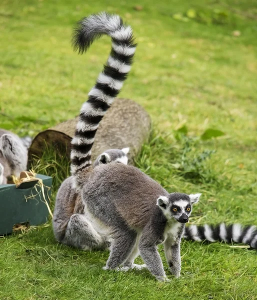 Lemurs — Stock Photo, Image