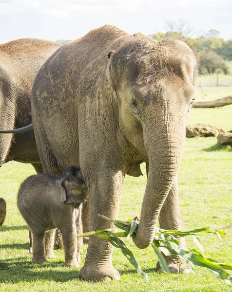 Mother and baby elephant — Stock Photo, Image