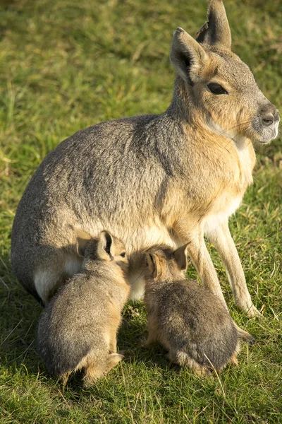 Patagoniska mara med hennes ungar — Stockfoto