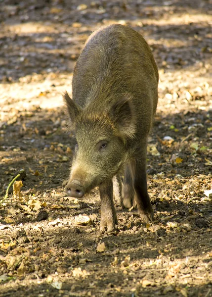 Jabalí salvaje — Foto de Stock