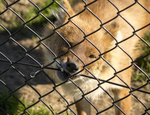 Dhole bijten het hek — Stockfoto