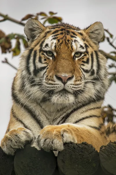 Retrato de tigre — Fotografia de Stock