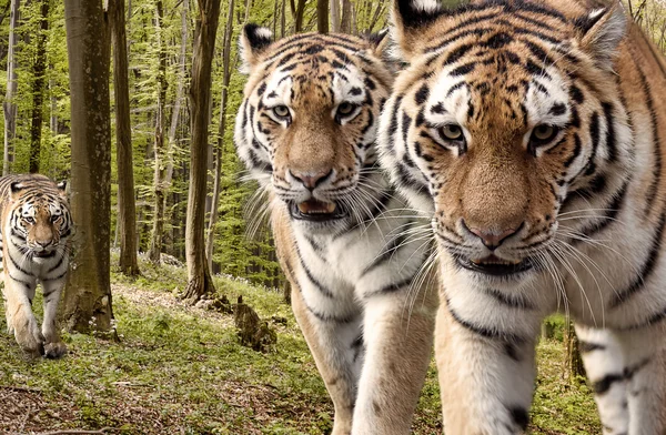 Tigres curiosos en el bosque Fotos de stock