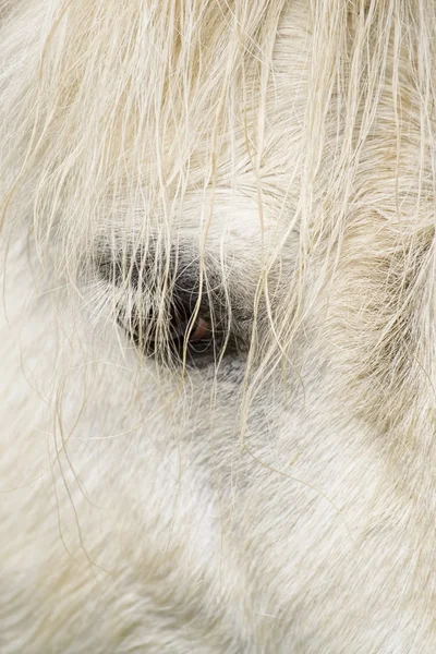 Ojo de caballo — Foto de Stock