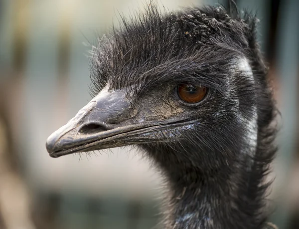 Emu cabeça — Fotografia de Stock