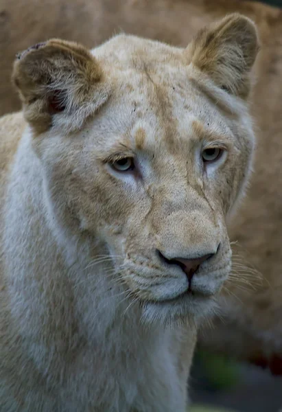 Leão branco fêmea — Fotografia de Stock