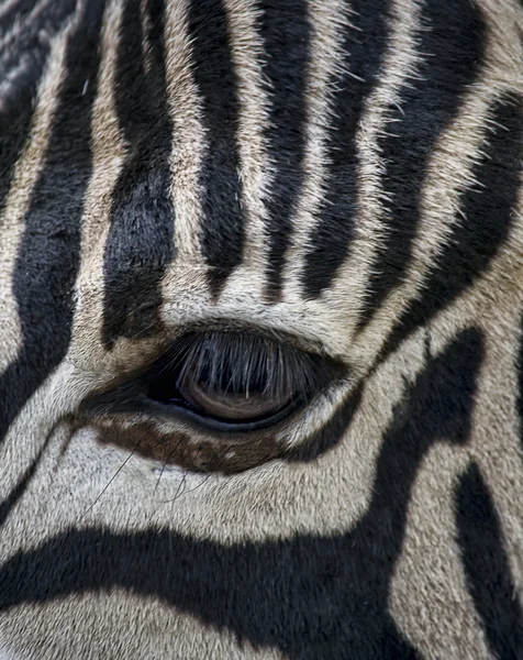 Oczu Zebra — Zdjęcie stockowe
