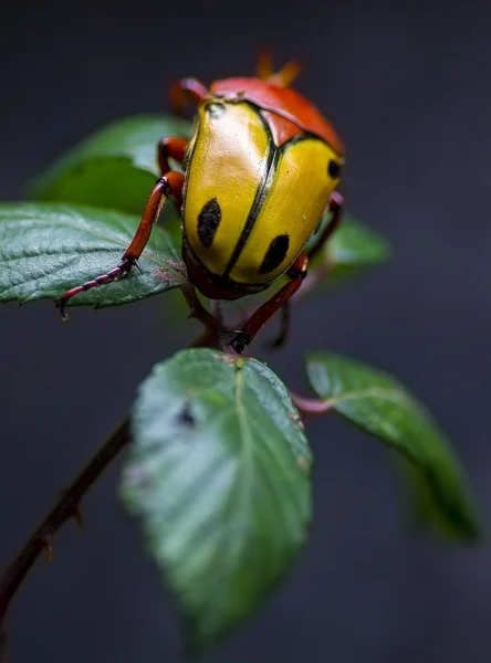 Buffalo beetle — Stock Photo, Image