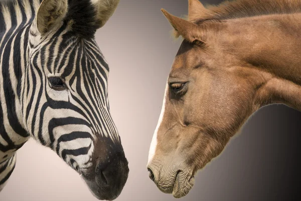 Zebra i koń — Zdjęcie stockowe