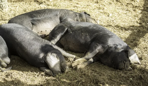 Black pigs resting — Stock Photo, Image