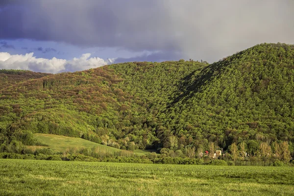 Bosheuvel — Stockfoto