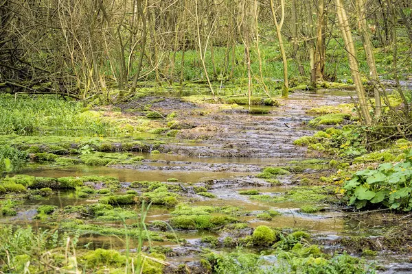 Forest stream — Stock Photo, Image