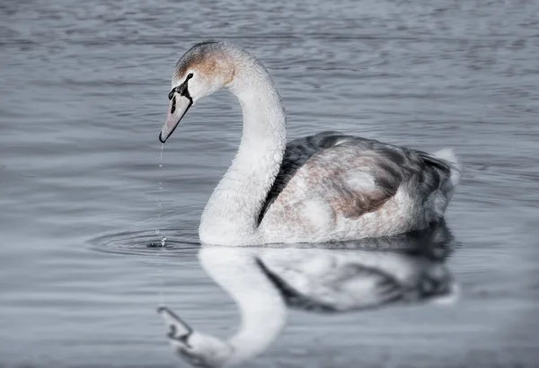Cisne nadando en un lago —  Fotos de Stock
