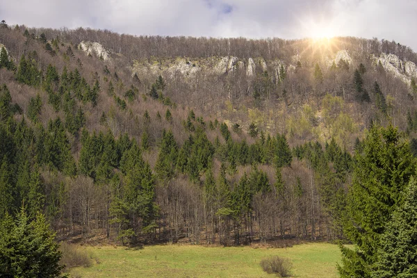 Bosheuvel — Stockfoto