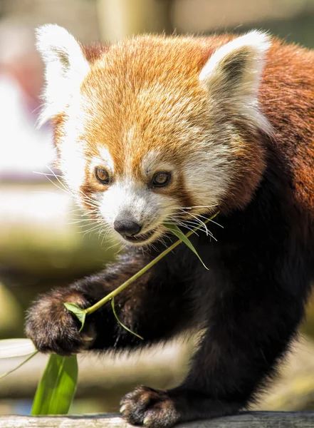 Ładny red panda — Zdjęcie stockowe