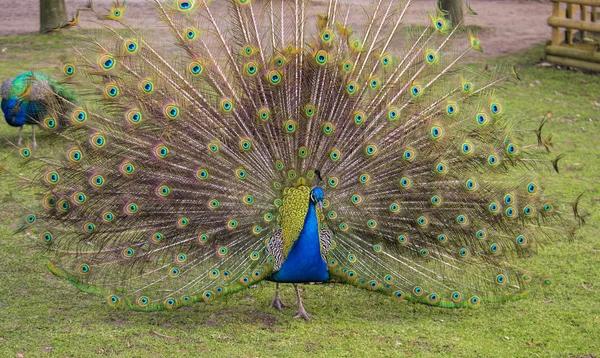 Erkek tavus kuşu — Stok fotoğraf