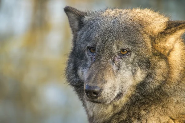 Europäischer Wolf — Stockfoto