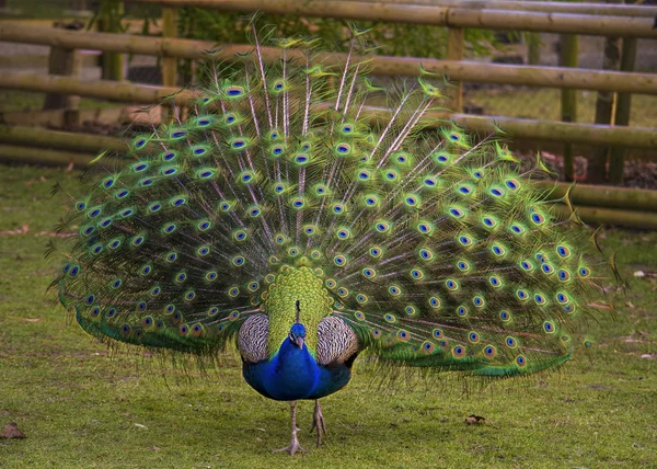 Male peacock — Stock Photo, Image