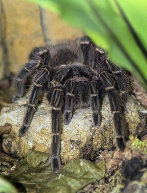 Tarantula