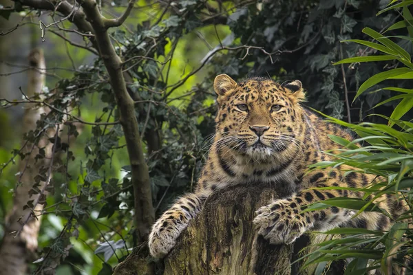 Амурский леопард — стоковое фото