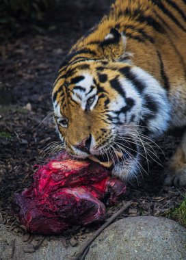 Siberian tiger feeding clipart