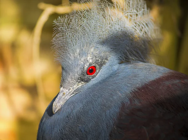 Victoria crowned pigeon — Stock Photo, Image