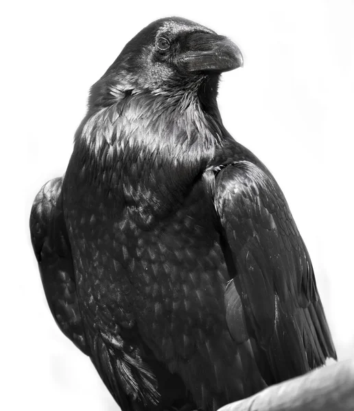 Чорний ворон — стокове фото
