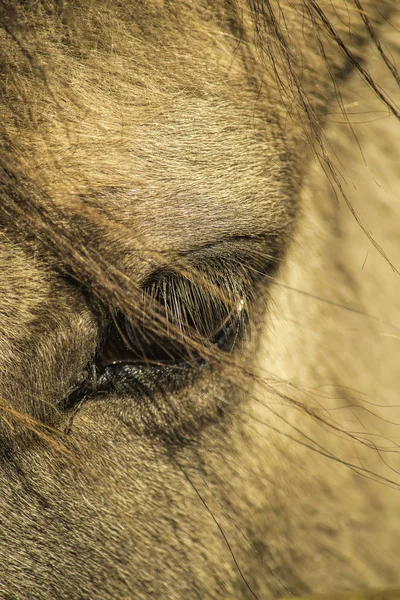 Hevosen silmä — kuvapankkivalokuva