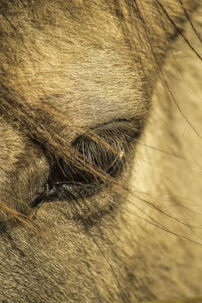 Paard oog — Stockfoto