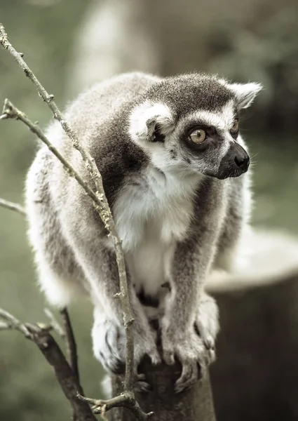 Lemur madagaskarski — Zdjęcie stockowe