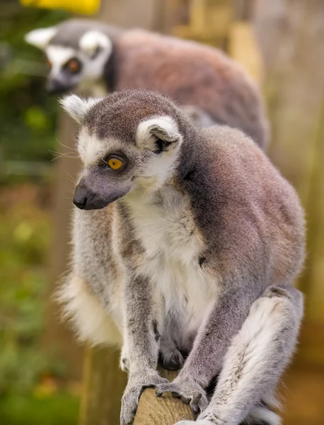 Lemuři na Madagaskaru — Stock fotografie