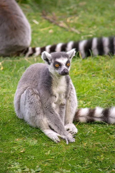 Lemur sentado na grama — Fotografia de Stock