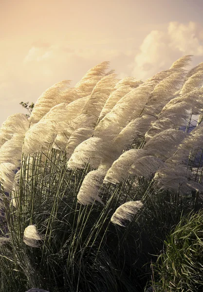 Pampas grass — Stock fotografie