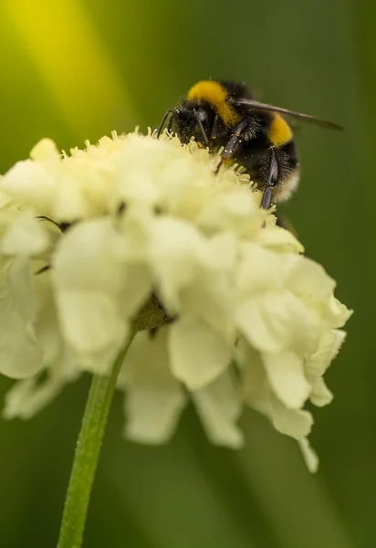 Bourdon sur une fleur — Photo