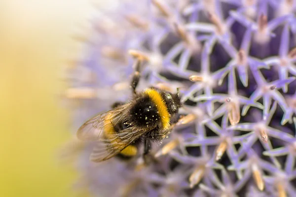 Bourdon sur une fleur — Photo