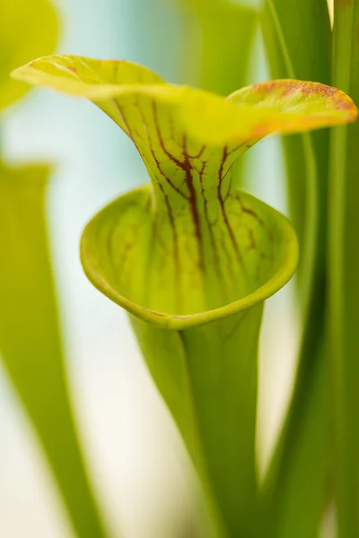 Sarracenia — Foto de Stock