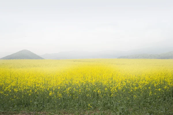 Campo amarelo — Fotografia de Stock