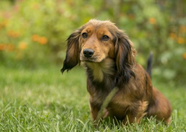 Sevimli küçük daksund köpek çim.