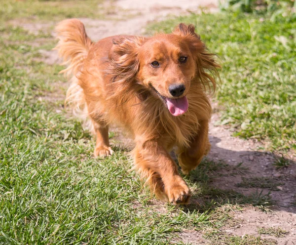 Correndo cão dachshund — Fotografia de Stock