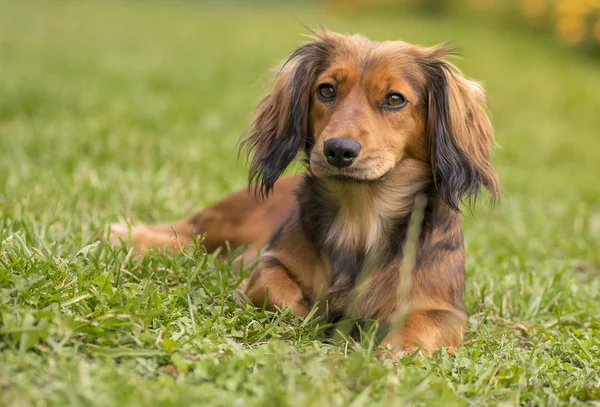 かわいいダックスフンド犬 — ストック写真